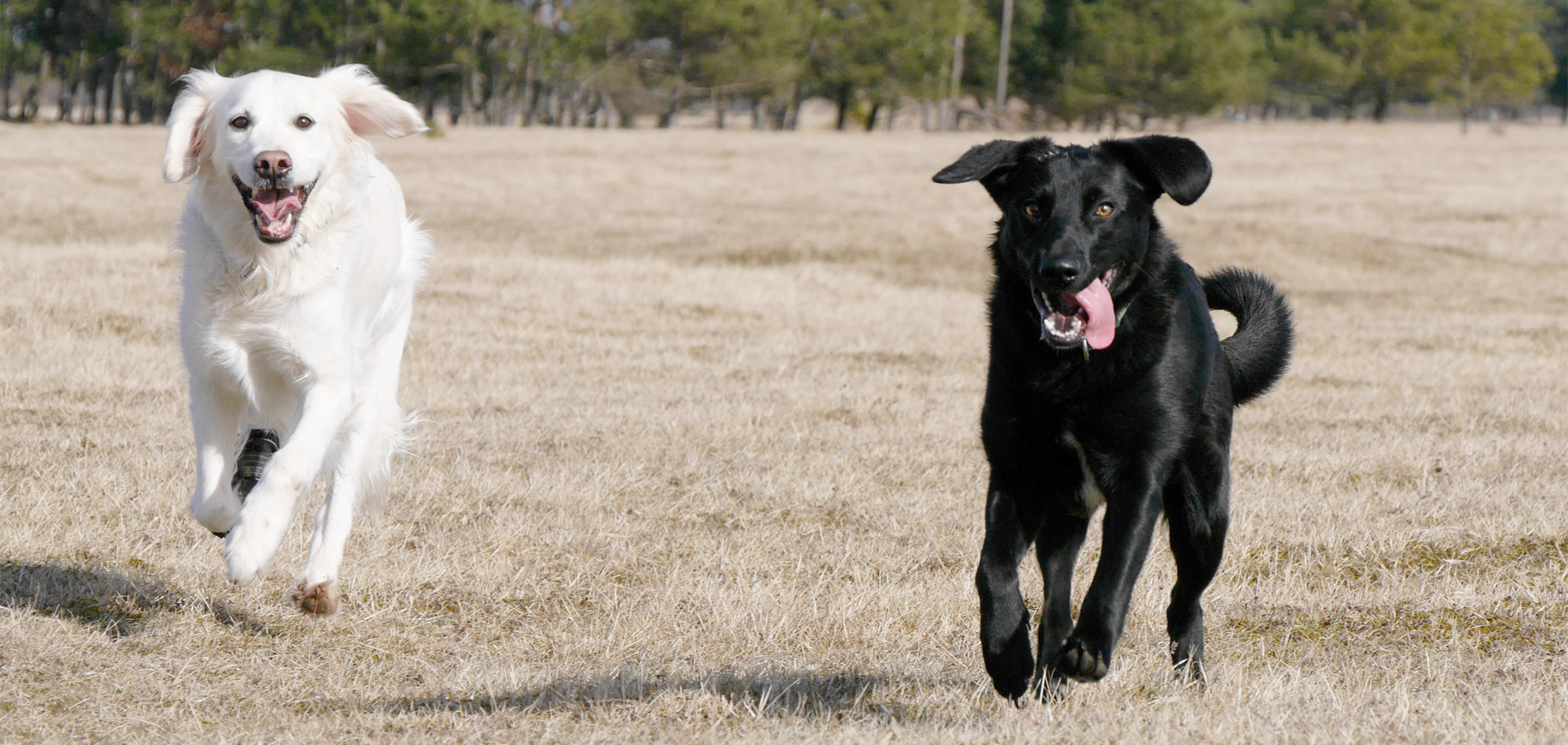 Dogwalking
