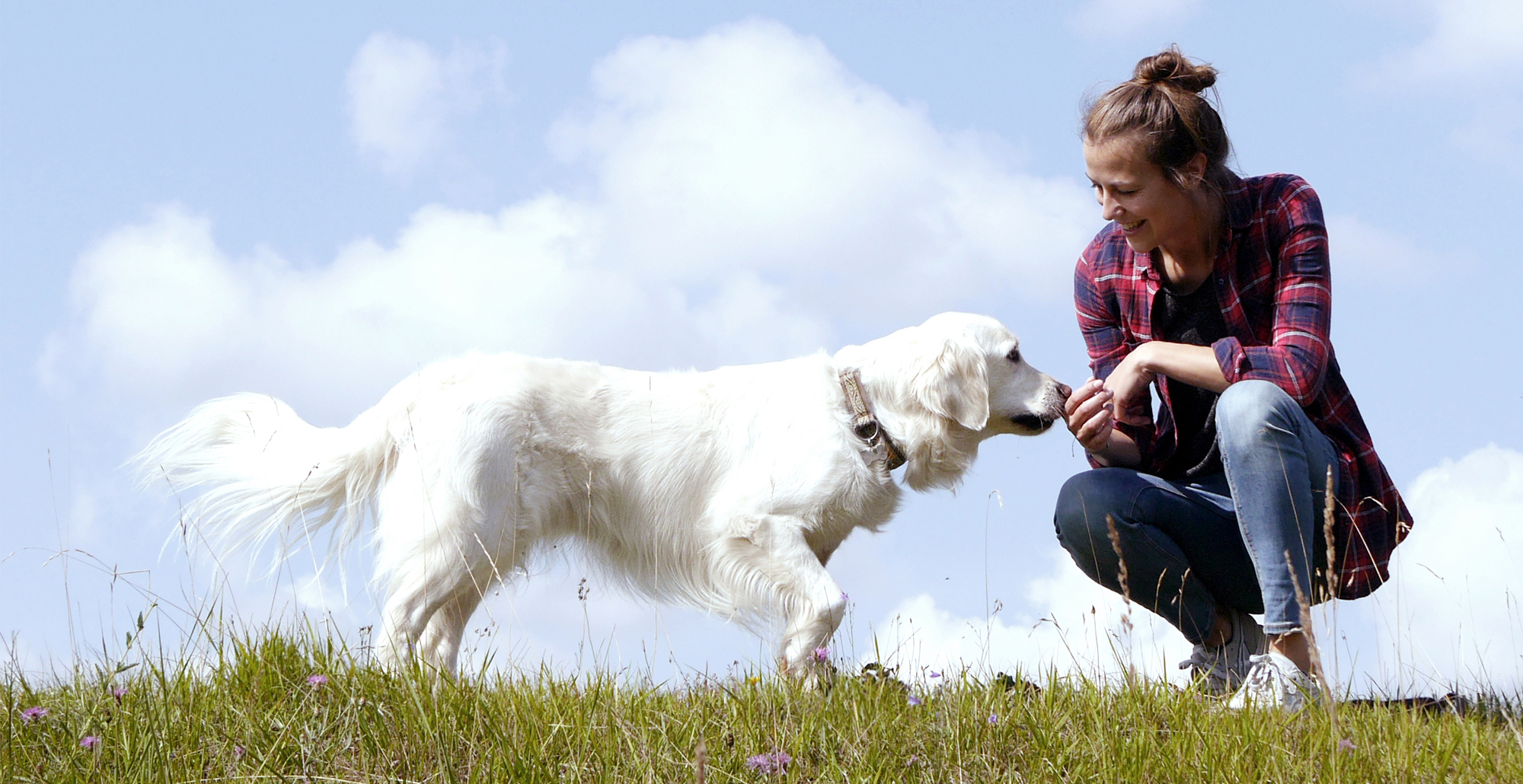 Dogwalking